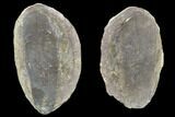 Fossil Neuropteris Seed Fern (Pos/Neg) - Mazon Creek #89936-1